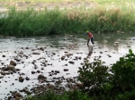 中市大里溪出现死鱼，环保局稽查涉污染工厂 - 中时电子报