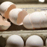 荷兰媒体报道，荷兰部分农场已使用混合的有害杀虫药长达超过1年，其中一家生产商的客户遍及英国、法国和波兰，但无证据显示在这三个国家出售的鸡蛋受到污染。NVWA表示正评估受影响农场数目，目前尚有600个样本正在检测，建议儿童不要进食最少27个农场出产的鸡蛋。(资料图) - 台湾新闻-中国新闻网