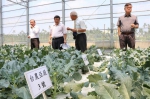 盛夏光电青花菜　在枋寮种出来了 - 中时电子报