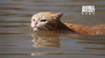 哈维风灾带来强大的雨量 陆地成汪洋一片 许多动物流离失所 - 中时电子报