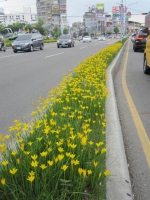 花仙子现踪　新北街道新娇点 - 中时电子报