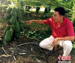台湾地产商大陆“转身”打造休闲农业园（组图） - 台湾新闻-中国新闻网