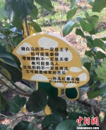 宋志平发挥台湾文创小心思，用“段子”让游客逛果园时不时会心一笑。　陈悦 摄 - 台湾新闻-中国新闻网