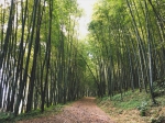 龙眼林茶厂、大山自在民宿旁还有处竹林小径，茂密耸天。(图/简怡欣摄) - 中时电子报