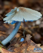蓝瘦香菇是金ㄟ  科学家找到了 - 中时电子报