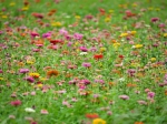 花团锦簇 桃园花彩节缤纷登场 - 中时电子报