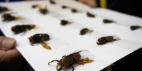 虎头蜂种类多样 义消专业需加强 - 中时电子报
