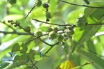 93年来首见！国宝级植物长这样 学者惊 - 中时电子报