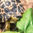 「牠」骗过保育员的双眼！「纹陆龟」宝宝自然孵化 - 中时电子报