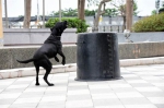 搜救犬神演练 雨中狂奔救议员 - 中时电子报