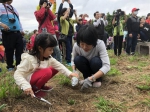 百人合种万株野百合 明年春天大古山重现花海 - 中时电子报