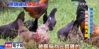 影》陈金德民宿揭密 养高贵「飞天鸡」不手软 - 中时电子报