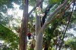 有树不能爬 集集学童绳攀体验 - 中时电子报