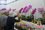 图为市民参观花卉。　吕明 摄 - 台湾新闻-中国新闻网