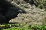 预告10多来最棒花况！新中横踏雪寻梅23日登场 - 中时电子报