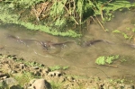 「土虱瓮」迁村？鱼池乡惊见集体溯流！ - 中时电子报