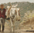 再现台湾《不老骑士》魂！70岁西班牙老爷牵宠徒步越沙漠 - 中时电子报