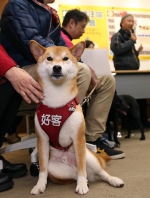 迎接狗年 校犬现身协助教导生命教育 - 中时电子报