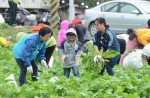 关山「千人拔萝卜」战力超强 不到半小时一扫而空 - 中时电子报