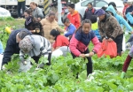 关山「千人拔萝卜」战力超强 不到半小时一扫而空 - 中时电子报