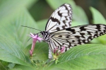 「旅行青蛙」真实版？动物园採食草喂「虫虫大军」 - 中时电子报