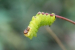 「旅行青蛙」真实版？动物园採食草喂「虫虫大军」 - 中时电子报