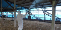 台南养鹅场感染H5N2 动保处扑杀1051只肉鹅 - 中时电子报