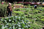 体验都市当农夫！新北「可食地景」种植名额抽籤开跑 - 中时电子报