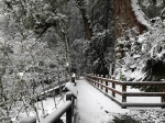 拉拉山神木区覆盖茫茫白雪 美到像走进童话 - 中时电子报