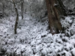 拉拉山神木区覆盖茫茫白雪 美到像走进童话 - 中时电子报