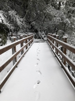 拉拉山神木区覆盖茫茫白雪 美到像走进童话 - 中时电子报