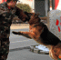 图辑》解放军队中的汪星人＋军犬的由来 - 中时电子报