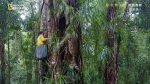 植物猎人、生态保育战士 索罗门群岛寻找雨林植物 - 中时电子报