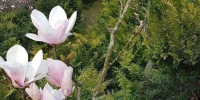 绝美！粉红木莲花盛开！樱花、茶花在淡水争艳 - 中时电子报