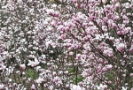 绝美！粉红木莲花盛开！樱花、茶花在淡水争艳 - 中时电子报