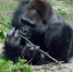 不舍！金刚猩猩「宝宝」将离台！动物园友谊趣闻多 - 中时电子报