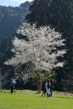 国色天香富贵之花　杉林溪牡丹花大盛开 - 中时电子报