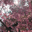 来莲臺山上赏樱花看蓊郁翠绿的樟树林 - 中时电子报