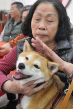 陪伴犬前进金门  抱抱牠们好疗癒 - 中时电子报