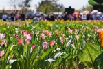 「桃园彩色海芋季」落幕！花田踩街声势大、破112万人次 - 中时电子报