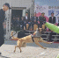 中市警犬成军揭牌咬捕缉毒演练真 - 中时电子报