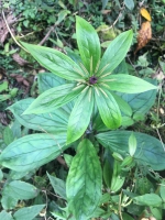 七叶一枝花　日月潭山区开花 - 中时电子报