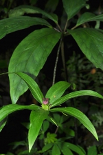 七叶一枝花　日月潭山区开花 - 中时电子报