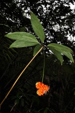 七叶一枝花　日月潭山区开花 - 中时电子报