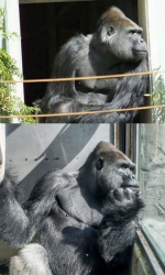 周六来动物园健走！为在荷兰的金刚猩猩「宝宝」隔空庆生 - 中时电子报