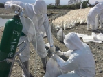 花莲3000只鸭染H5N6 进行扑杀 - 中时电子报