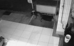 假遛狗真跟踪　屏东20岁男露鸟吓学生 - 中时电子报