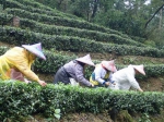 新北坪林不扰游 体验茶学与土地间的美丽邂逅 - 中时电子报