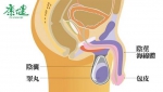 冬天男性生殖器热涨冷缩？ 别怕！无关性功能 - 中时电子报