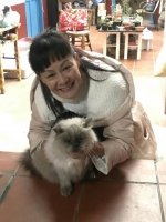 波斯猫民宿迷失1周 警民展开寻猫任务 - 中时电子报